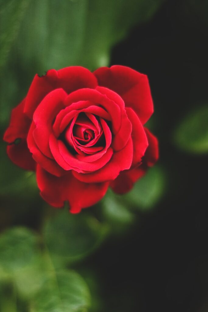 red rose